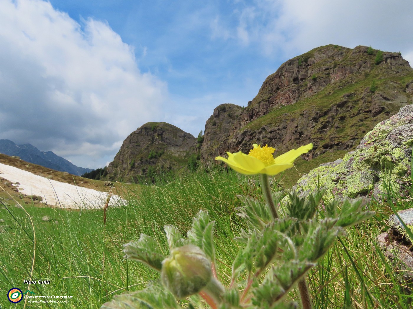 29 Pulsatilla alpina sulphurea con vista verso i Tre Pizzi.JPG